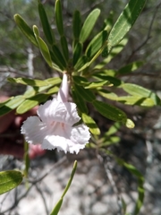Phyllarthron arenicola