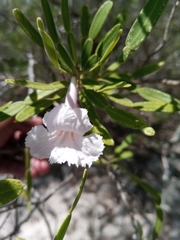 Phyllarthron arenicola