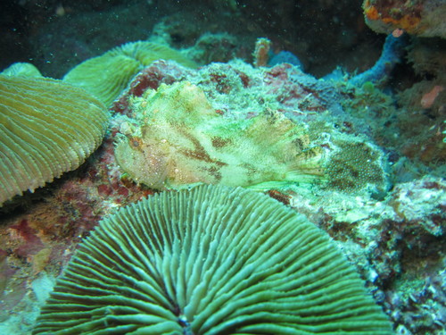 Leaf Scorpionfish — seen at this dive site