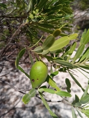 Phyllarthron arenicola