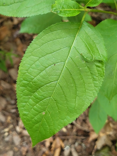 Viburnum lentago