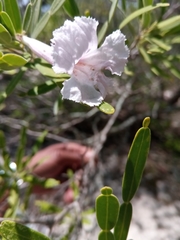 Phyllarthron arenicola