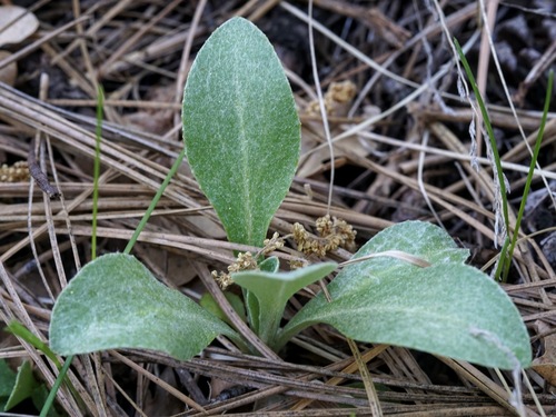 Image of Flagstaff Ragwort (Senecio actinella) by (c) Andrew Tree, some rights reserved (CC BY)