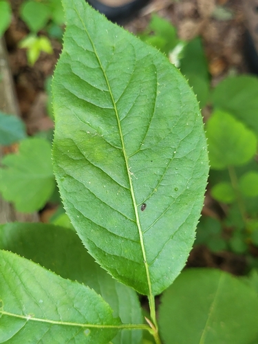 Viburnum lentago