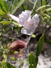 Phyllarthron arenicola