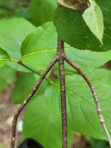 Viburnum lentago