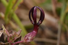 Ceropegia jainii