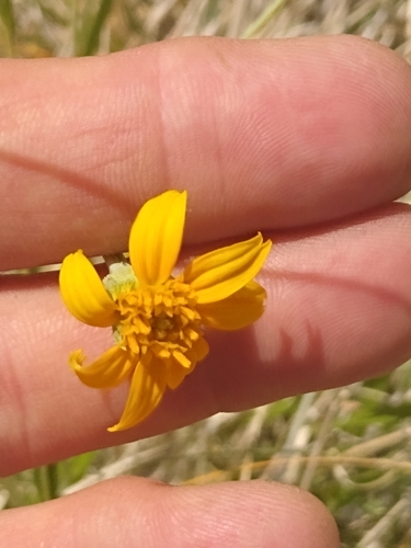 Red Rock sunflower (Helianthus devernii)