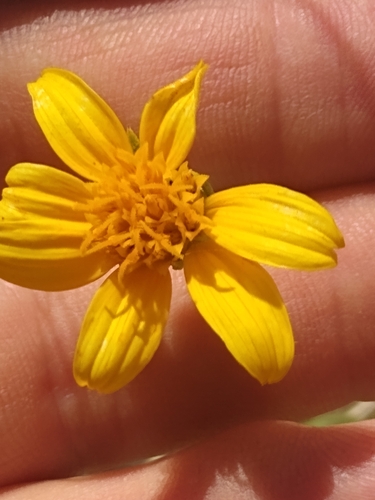 Image of Helianthus devernii by no rights reserved