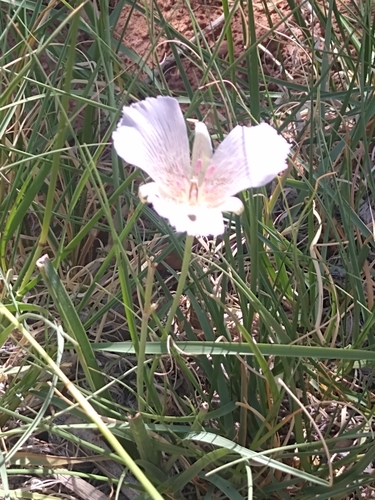Image of Calochortus striatus by no rights reserved