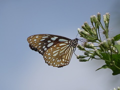 Tirumala limniace limniace