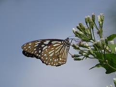 Tirumala limniace limniace