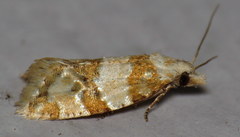 Aethes argentilimitana