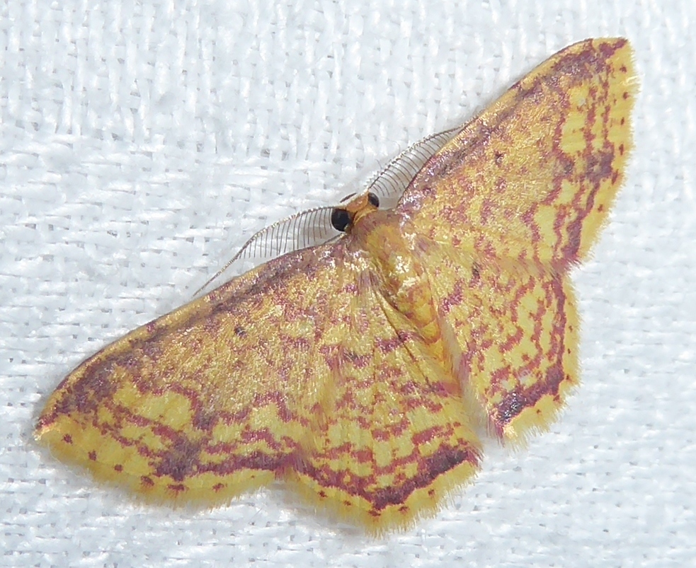 Eois lunulosa