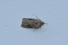 Phaeosaces compsotypa