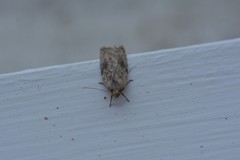 Phaeosaces compsotypa