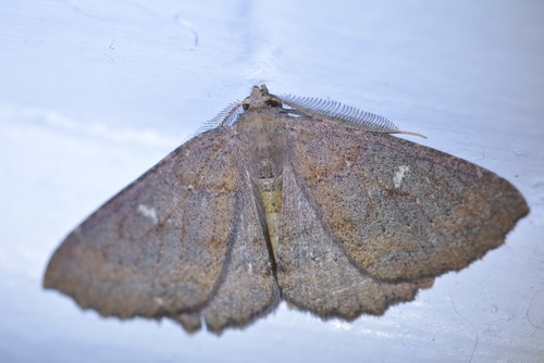 Kawakawa looper photo 4