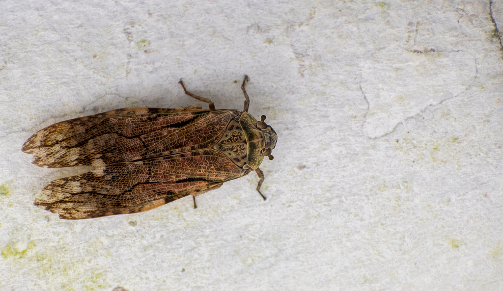 Aracynthus sanguineus