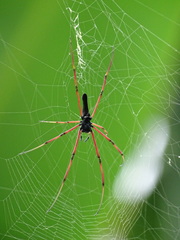 Nephila pilipes
