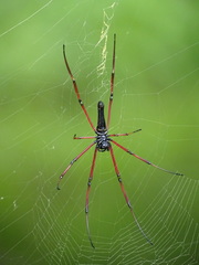 Nephila pilipes