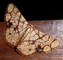 Heterostegane subtessellata