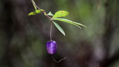 Billardiera macrantha