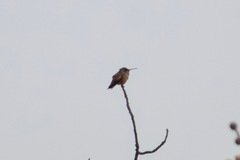 Selasphorus sasin sedentarius