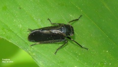 Bathysmatophorini