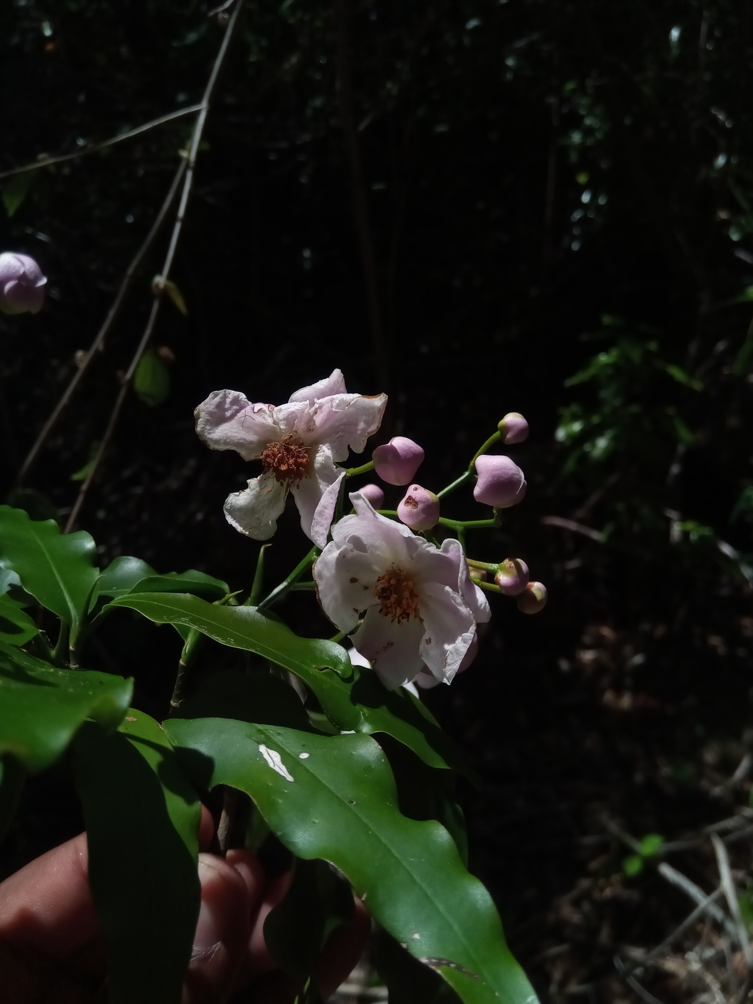 Diegodendron humbertii