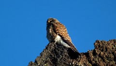 Falco tinnunculus canariensis