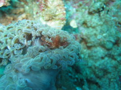 Achaeus japonicus