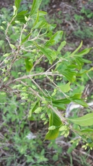 Tarenna