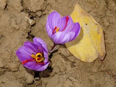 Crocus sativus