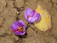 Crocus sativus