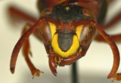 Polistes fastidiosus
