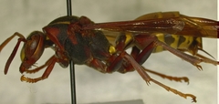 Polistes fastidiosus