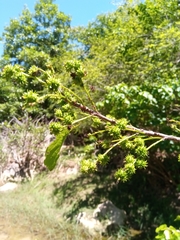 Alchornea alnifolia image