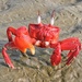 Red Ghost Crab - Photo (c) Subhajit Roy, some rights reserved (CC BY-NC-ND), uploaded by Subhajit Roy