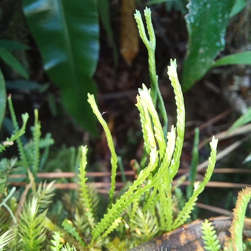 Toothed snailfern (Cochlidium serrulatum)
