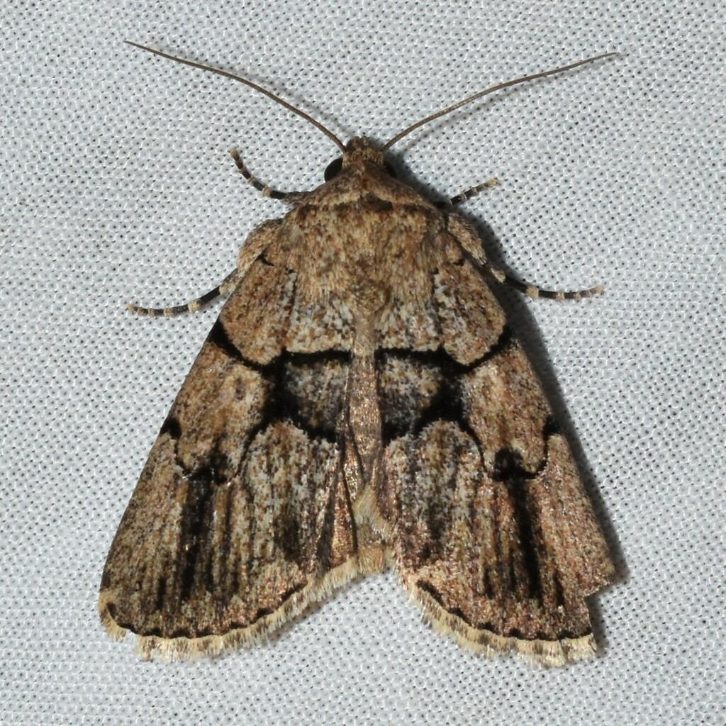 Netted Sallow
