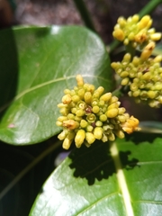 Psychotria berizokae image