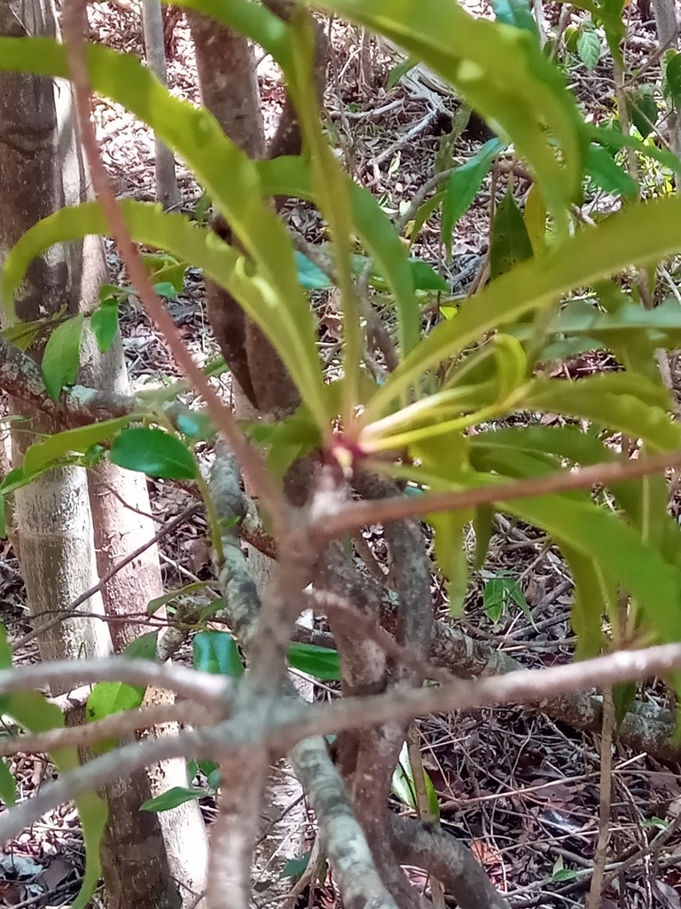 Ardisia didymopora
