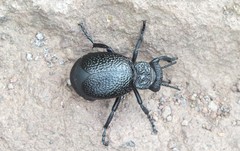 Meloe tuccius
