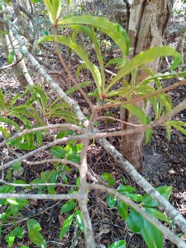 Ardisia didymopora image