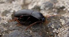 Nesotes conformis conformis