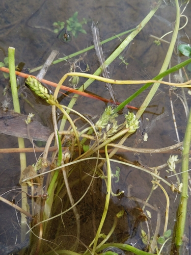 iNaturalist observation photo of flowering-quillwort