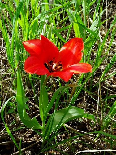 Image of Tulipa fosteriana by (c) Nasser Halaweh, some rights reserved (CC BY)