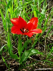 Tulipa fosteriana