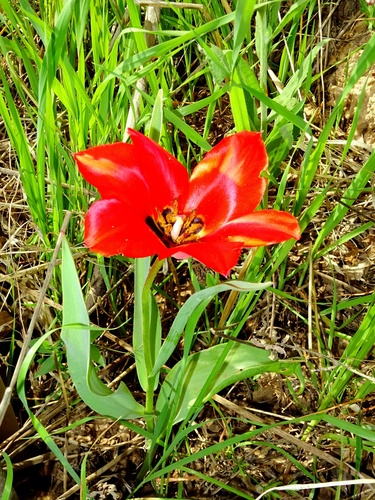 Tulipa fosteriana, photograph 5