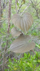 Dioscoreaceae